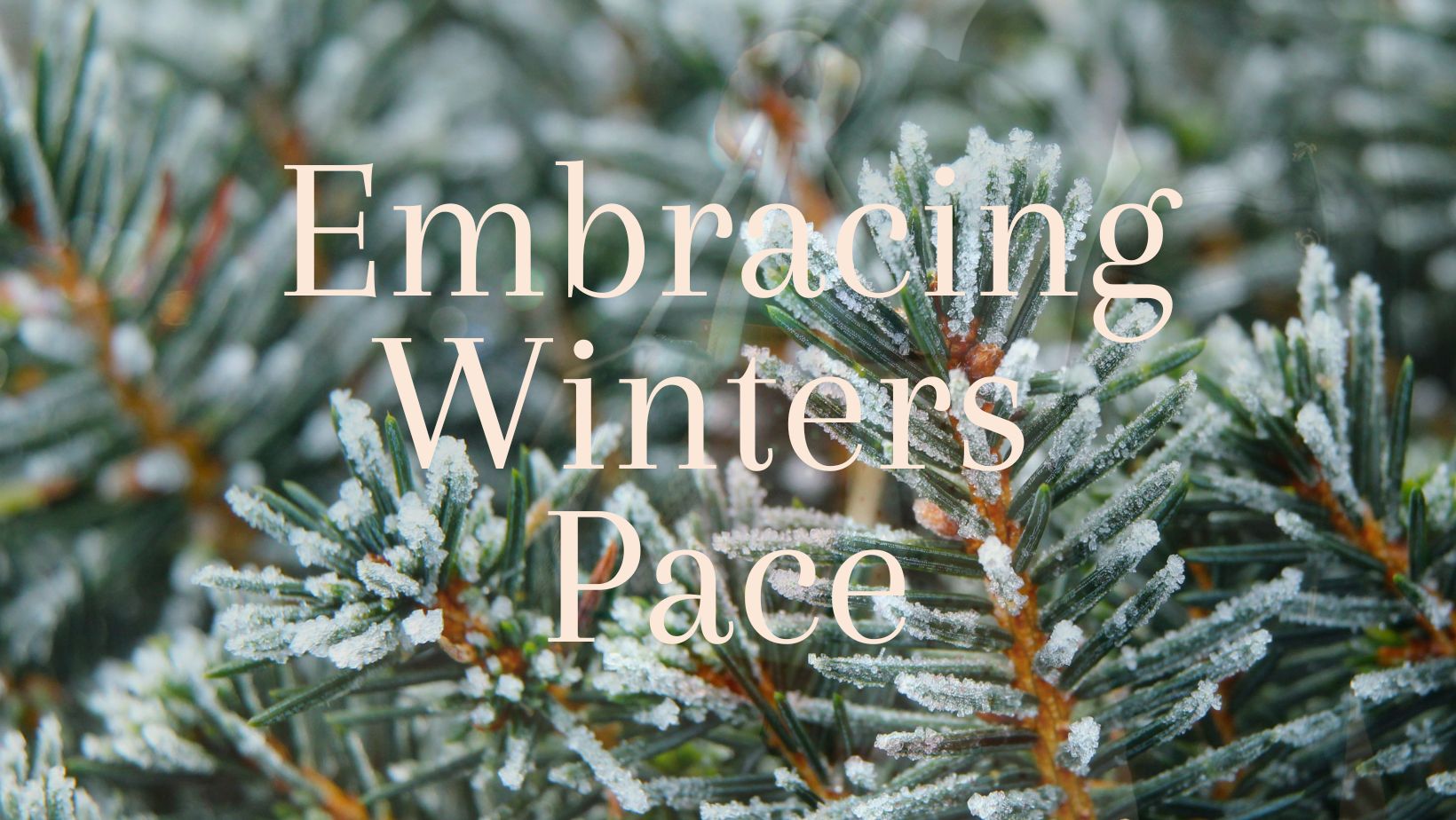 close up of an evergreen tree with snow on it with title embracing winters pace